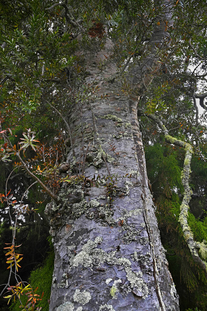 Büyük Bariyer Adası Yeni Zelanda 'da 800 yıllık Kauri Ağacı' nın gövdesine yakın.. - Fotoğraf, Görsel