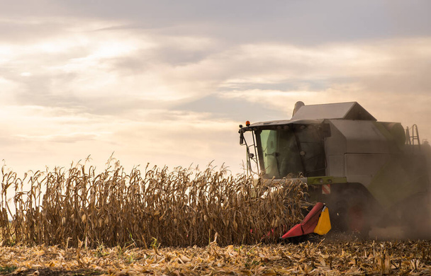 Combine harvester harvesting corn at twilight - Photo, Image