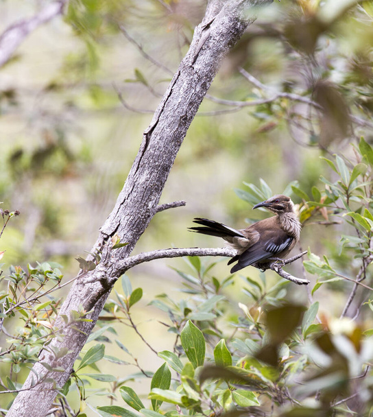 Veduta dell'endemico uccello della Nuova Caledonia in Nuova Caledonia - Foto, immagini