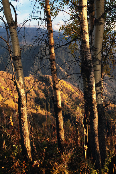 Árvores Aspen em montanhas de outono
 - Foto, Imagem