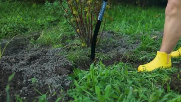 Kobieta Robotnica kopie glebę łopatą w ogrodzie warzywnym. Rolnictwo i ciężka praca. Wysokiej jakości materiał filmowy FullHD - Materiał filmowy, wideo