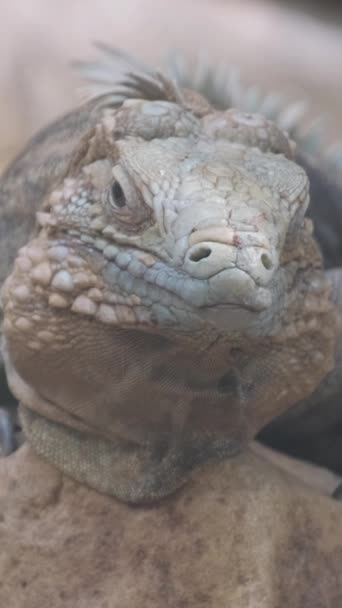 Um retrato de uma iguana gigante deitada e descansando. Estes são os restos de dinossauros reptilianos na natureza. Vídeo vertical - Filmagem, Vídeo