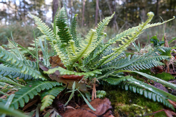 Natural low angle closeup on an evergreen European Hard Fern, Blechnum spicant on the forest floor - Photo, Image