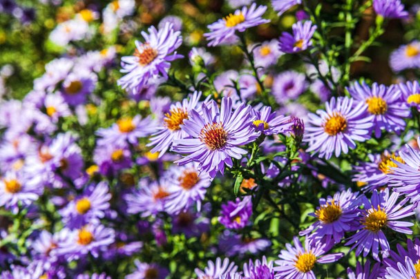 Sunny autumn day.Blooming purple perennial aster.Copy space. - Photo, Image