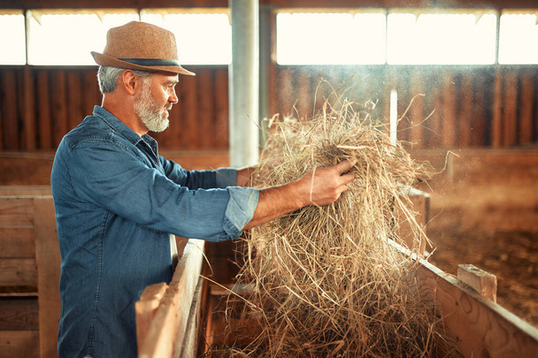 Beau fermier mature dans un chapeau ramassant du foin pour nourrir le bétail dans une grange dans une ferme. Concept d'agriculture et d'agriculture. - Photo, image