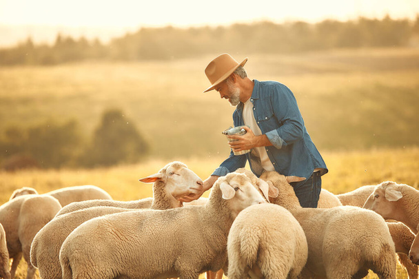 Dospělý pohledný farmář v klobouku dává dobrůtky stádu ovcí pasoucímu se na poli. Koncept zemědělství a zemědělství. - Fotografie, Obrázek