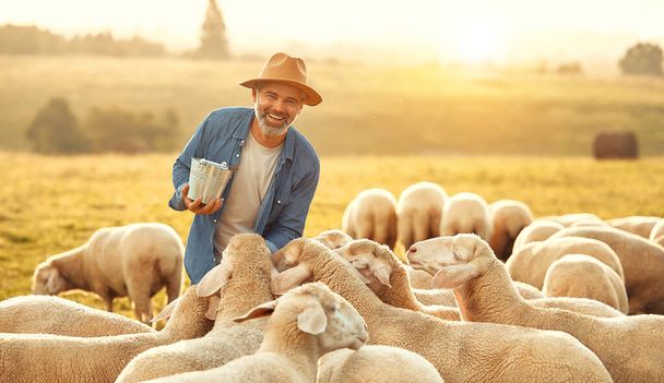 Un granjero macho guapo maduro en un sombrero da golosinas a un rebaño de ovejas que pastan en un campo. Concepto de agricultura y agricultura. - Foto, imagen