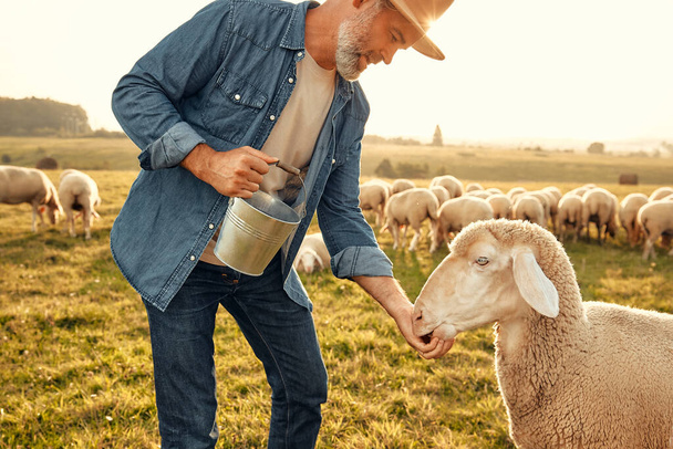 Un beau fermier mature dans un chapeau donne des friandises à un troupeau de moutons qui paissent dans un champ. Concept d'agriculture et d'agriculture. - Photo, image