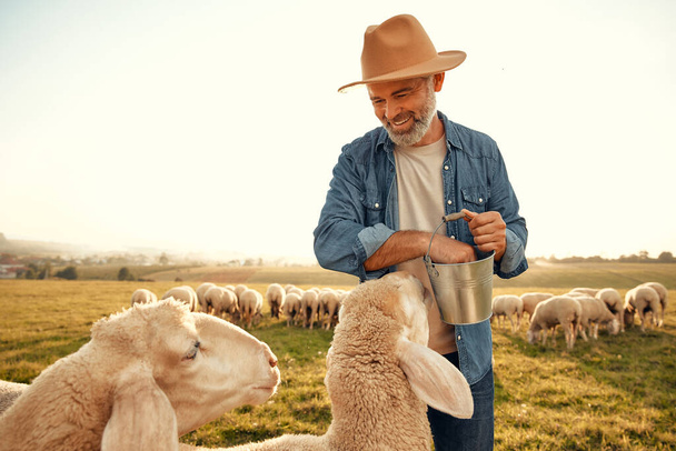 Un granjero macho guapo maduro en un sombrero da golosinas a un rebaño de ovejas que pastan en un campo. Concepto de agricultura y agricultura. - Foto, imagen