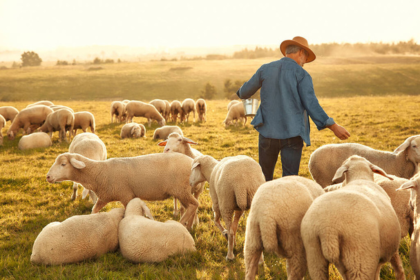 Zralý pohledný farmář v klobouku se stádem ovcí pasoucích se na poli. Koncept zemědělství a zemědělství. - Fotografie, Obrázek