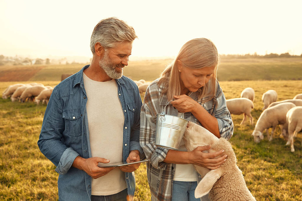 Una pareja madura y hermosa de granjeros alimentando a ovejas pastando en el campo con golosinas y haciendo cálculos en una tableta. Concepto de agricultura y agricultura. - Foto, Imagen