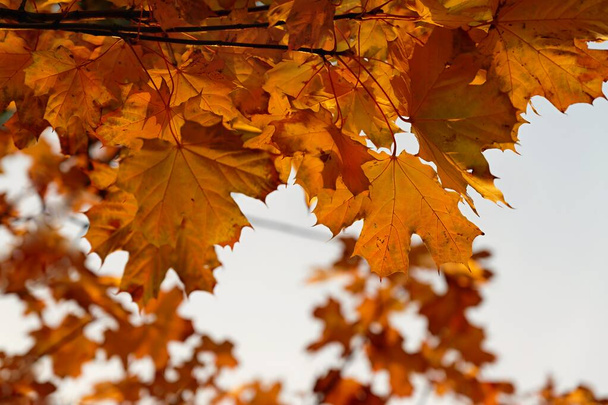 Krásné barevné podzimní listy. Sezónní přírodní zázemí. Čas podzimu. - Fotografie, Obrázek