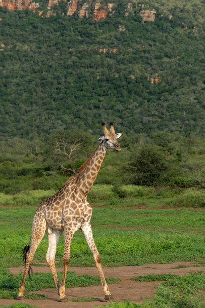Zsiráf séta Mkuze Falls Game Reserve Kwa Zulu Natal közel Mkuze Dél-Afrikában - Fotó, kép
