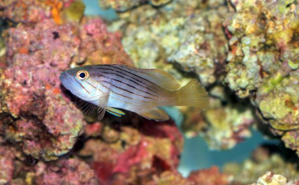 Золота риба-суперкубок Епінефле - Фото, зображення