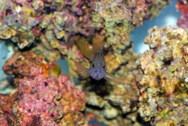 Golden blotch grouper fish - Epinephelus costae - Photo, Image
