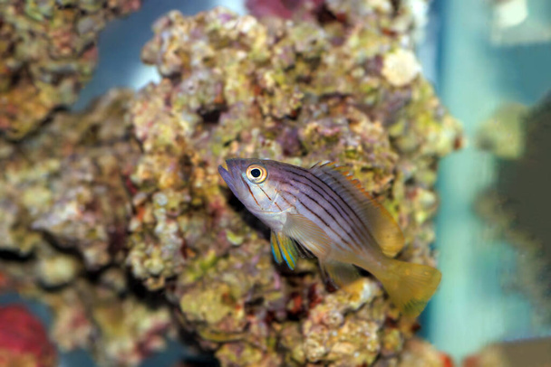 Golden blotch grouper fish - Epinephelus costae - Photo, Image