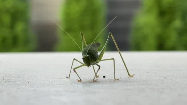 Een insect met grote snorharen en ogen. Groene sprinkhaan met grote poten, close-up. Cricket in de tuin op het terras. - Video