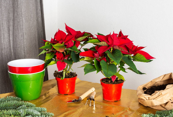 Trasplante de flores de Navidad Poinsettia en macetas rojas y verdes, concepto de Feliz Navidad, decoración casera en Navidad, - Foto, imagen