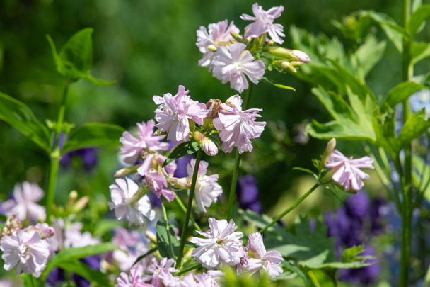 Close up of wild sweet William (saponaria officinalis) flowers in bloom - Photo, Image