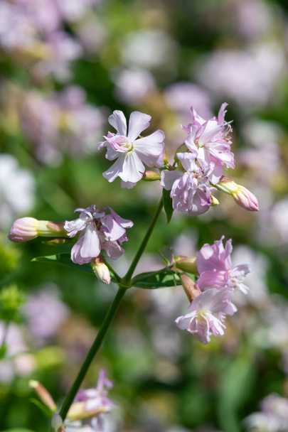 Lähikuva luonnonvaraisten makea William (saponaria officinalis) kukkia kukassa - Valokuva, kuva