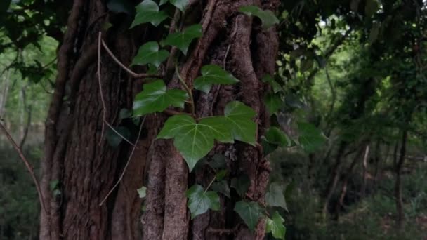 Vista panorámica con la mano tocando las hojas verdes de un árbol en la reserva natural latina - Imágenes, Vídeo