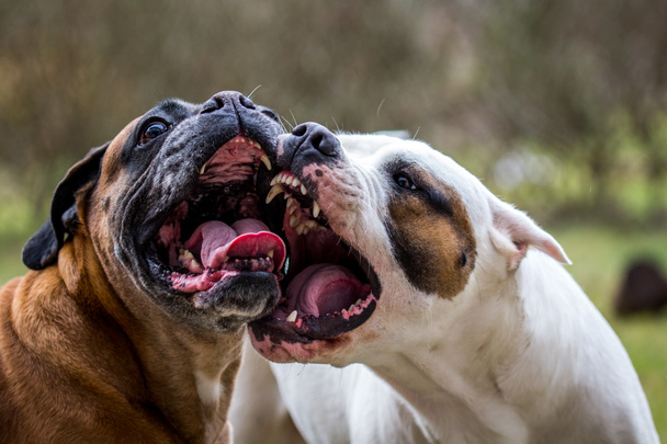 πάλη σκυλιών - Φωτογραφία, εικόνα