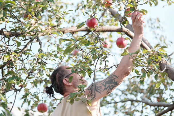 De mens plukt appels uit een boom in de tuin. Herfst oogst, tuinieren. - Foto, afbeelding