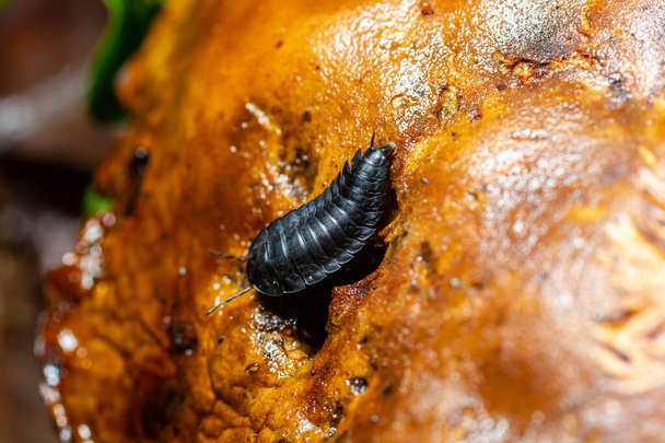 Larva of large carrion beetles, carrion beetles or burying beetles Silphidae. - Photo, Image