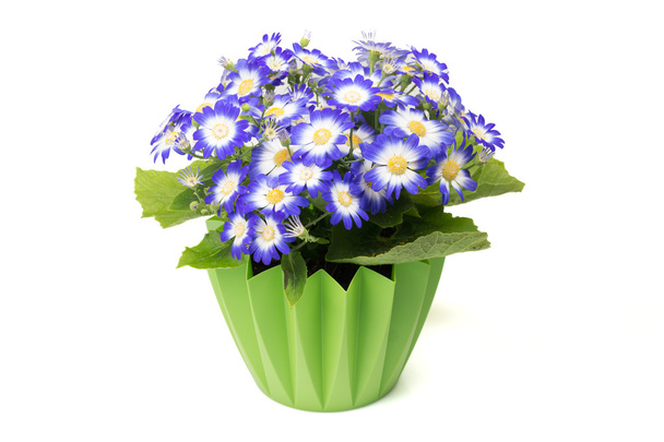 Bir yeşil çiçek tencerede fazla mavi cineraria çiçek. - Fotoğraf, Görsel