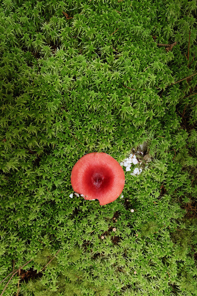 czerwona mucha agaric growiung na zielonym dywanie mech (Amanita muscaria) - Zdjęcie, obraz