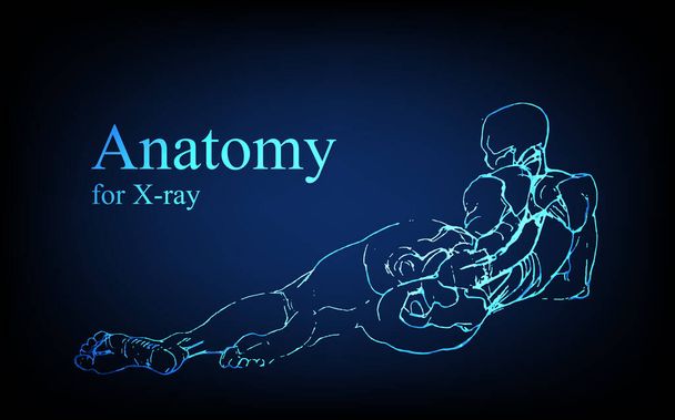 Anatomia humana à frente na radiografia. Anatomia conexão do corpo humano, médico, educacional ou ciência banner em fundo azul futurista, Vector mão desenhada ilustração - Vetor, Imagem