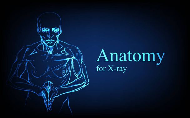Anatomie humaine à l'avant sur la vue des rayons X. Anatomie connexion du corps humain, bannière médicale, éducative ou scientifique sur fond bleu futuriste, illustration vectorielle dessinée à la main - Vecteur, image