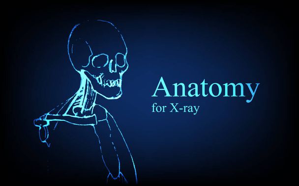 Anatomía humana delante en la vista de rayos X. Anatomía conexión del cuerpo humano, banner médico, educativo o científico sobre fondo azul futurista, ilustración dibujada a mano vectorial - Vector, Imagen