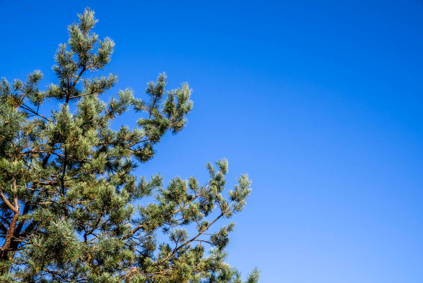 ramas de árboles sobre el fondo azul, el cielo es un hermoso, claro día soleado - Foto, imagen