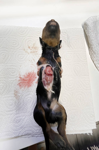 Malforme köpek yavrusu. Veterinerde yeni doğan Rottweiler. - Fotoğraf, Görsel
