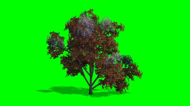 Árbol japonés stewertia caída con sombra en verde pantalla
 - Imágenes, Vídeo