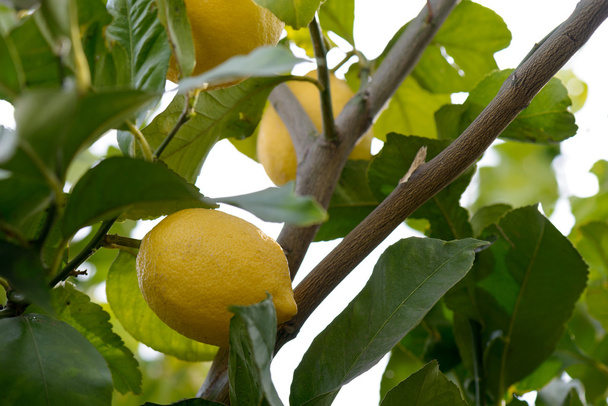 Lemon on Tree - Photo, Image