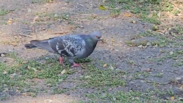 Kousající hladový holub hledá potravu. Pigeons peck drobečky v parku. - Záběry, video
