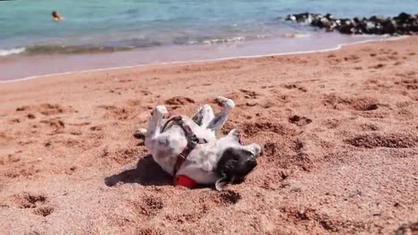 Boston Terrier jouer avec une balle orange sur la plage - Séquence, vidéo