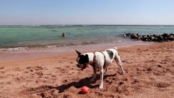 Boston Terrier jouer avec une balle orange sur la plage - Séquence, vidéo