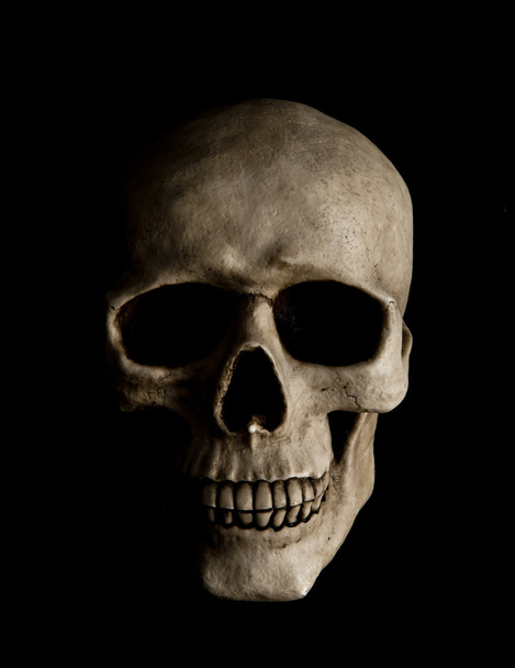 Human skull - Фото, изображение