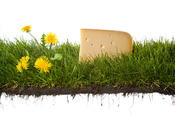 新鮮なオランダのチーズ - 写真・画像