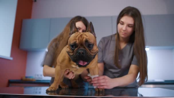 Especialista veterinario poniendo vendaje en Bulldog francés después de una lesión en la pierna. Veterinaria y enfermera revisando la pierna rota del perro en la mesa. Dos veterinarios que evalúan la salud del perro en la clínica moderna. Cuidado de la salud - Metraje, vídeo