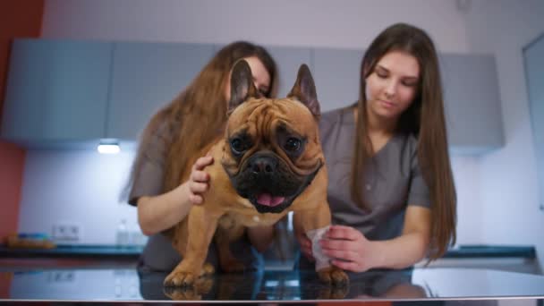 Médico veterinario envolviendo pierna de perro con vendaje en clínica moderna. Especialista veterinario y asistente de tratamiento Bulldog francés en la mesa de examen. Veterinaria femenina cuidando de los animales domésticos - Metraje, vídeo