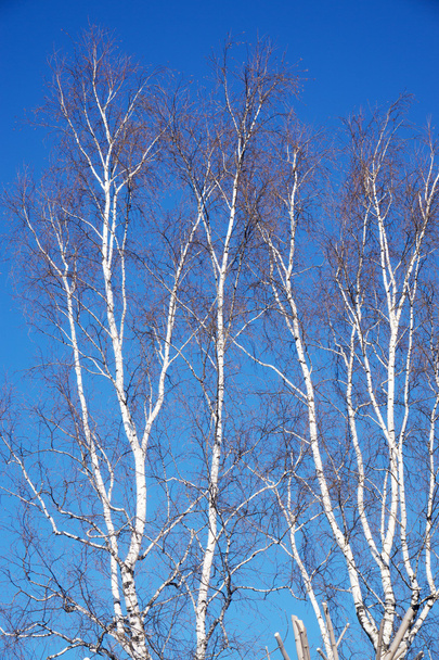 Ramas de árboles sin hojas - Foto, Imagen