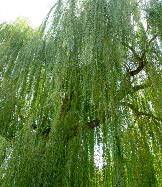 árvores com ramos longos
 - Foto, Imagem