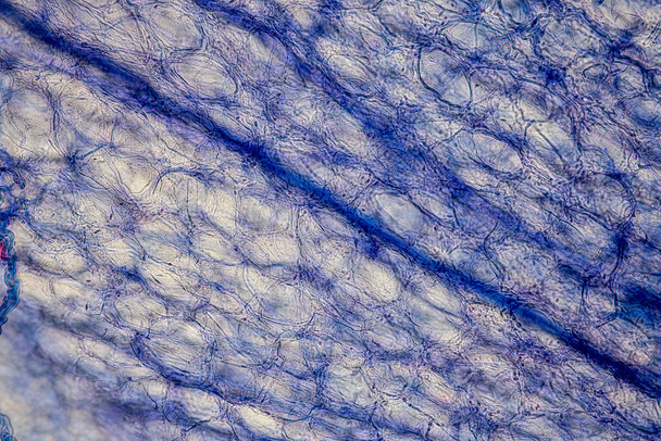 Laboratuvarda mikroskop altında Doku İnsan Türü Gösteriliyor. - Fotoğraf, Görsel