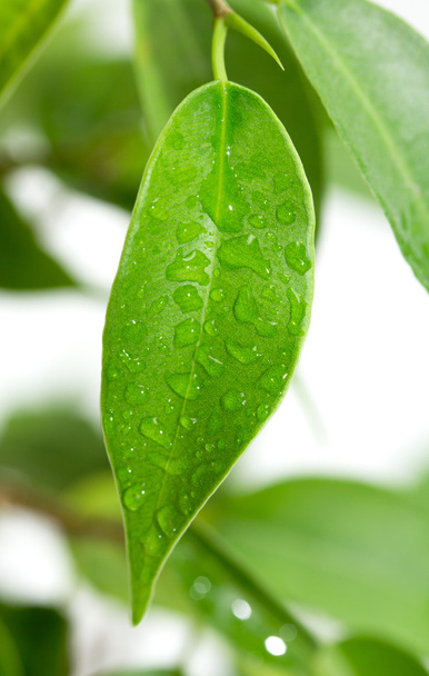 gocce di pioggia sulle foglie - Foto, immagini