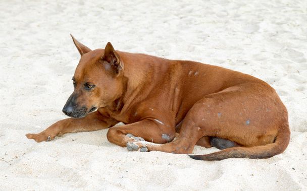 赤犬は砂の上 - 写真・画像
