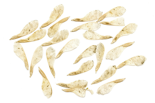 Сухие семена клена
 - Фото, изображение